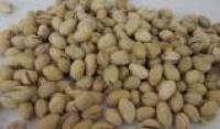 GEPELDE PISTACHENOTEN