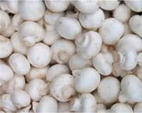 CHAMPIGNONS MIDDEL 3 KG